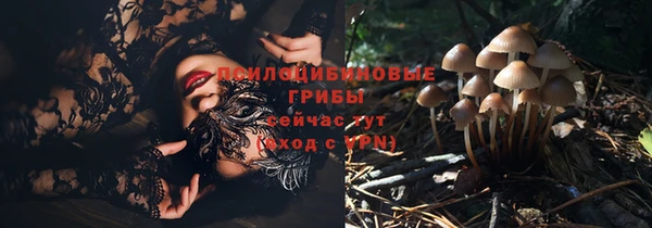 ПСИЛОЦИБИНОВЫЕ ГРИБЫ Горно-Алтайск